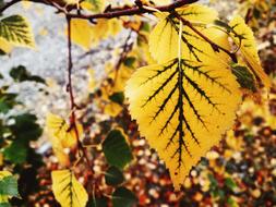 leaves autumn berries branches trees