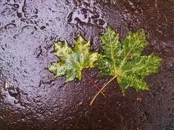 Maple Leaf Autumn