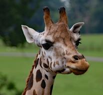 Portrait of head Giraffe in Wildlife