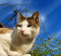 Cat rests at sunny day