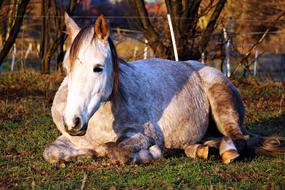 Horse Sleep Mold Lying