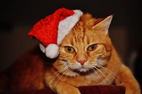 red Cat with Santa hat on ear