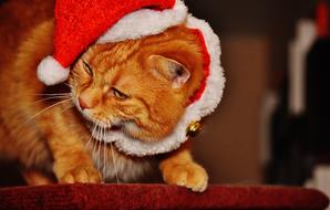 red cat wearing santa claus hat for christmas