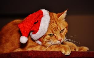 Cat Red Christmas hat santa