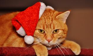 red cat in a santa hat on a blurred background