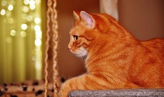Red Cat resting, side view