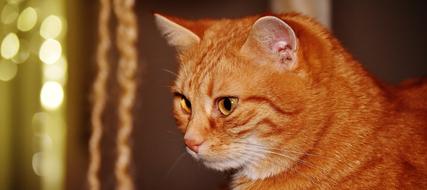 Cat Red Funny face