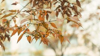 Autumn Yellow Leaves Photography