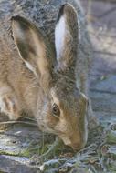 Rabbit In The Ear Animal