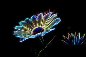 Close-up of the beautiful and colorful, neon flowers, at black background, clipart