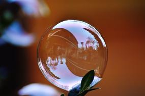 Soap Bubble Colorful Buxbaum