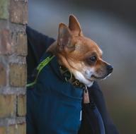 Chihuahua Dog in clothing outdoor