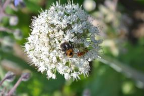 bumblebee on onion white flowers