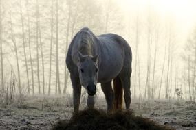 Mold Horse Fog Morning