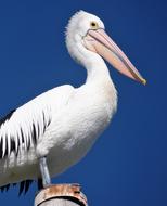 white Pelican Bird Nature