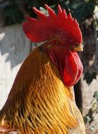 Hahn Chicken Coop