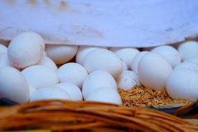 Egg Chicken White macro blur