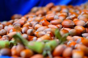 Hazelnut Nut Plantations Hazelnuts