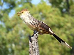 cuckoo on a tree trunk on a blurred background