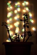 Bokeh Light Coloring Geranium