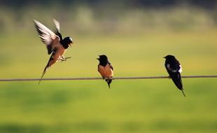 swallows on a wire close-up on a blurred background