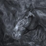 horse head animal black and white