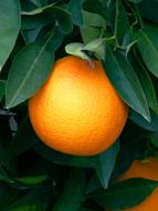 Orange Naranjo Citric