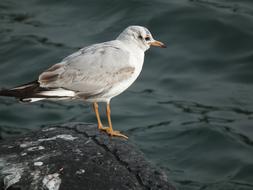 Seagull Bird on sea Marine