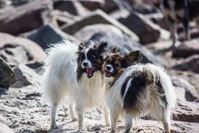 two small papillons dogs