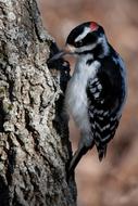 Woodpecker Bird on tree