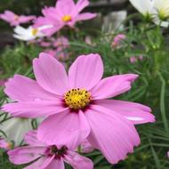 Cosmos Pink Summer