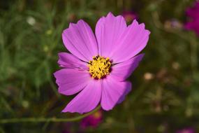 Cosmos Factory Flowers Affix