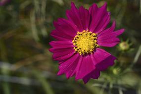 Cosmos Factory Flowers Affix