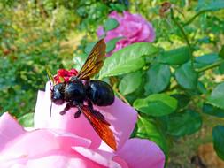 Carpenter Bee and pink flower