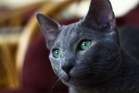 gray cat with green eyes on a blurred background