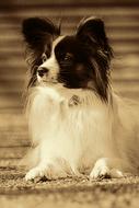 Dog Pet Portrait Small