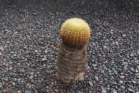 Cactus Single