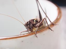 brown Grasshopper Insect on cup