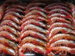 raw shrimp