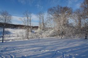 Winter Wonderland Snow Tree
