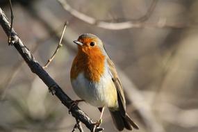 Redbreast Robin Bird on branch