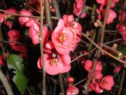 Blooming Branches Pink Flowers