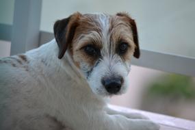 Dog Terrier Russell cute