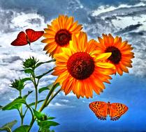 sunflower butterfly insect orange