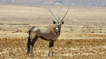 Oryx, male Animal in Wilderness