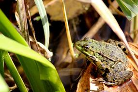 toad sits on wet grass by the pond