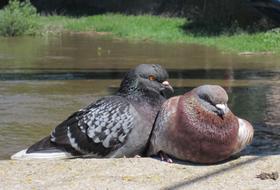 wild Pigeons Animal Plumage