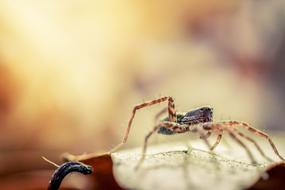 Spider, shallow depth of field