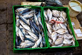 raw fish in a box