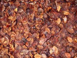 Colorful and beautiful, shiny leaves on the ground, in autumn